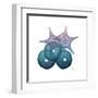 Ocean Hues Sea Urchin and Starfish-Albert Koetsier-Framed Art Print