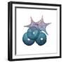 Ocean Hues Sea Urchin and Starfish-Albert Koetsier-Framed Art Print