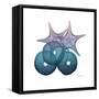 Ocean Hues Sea Urchin and Starfish-Albert Koetsier-Framed Stretched Canvas