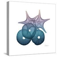 Ocean Hues Sea Urchin and Starfish-Albert Koetsier-Stretched Canvas