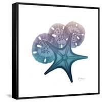 Ocean Hues Starfish and Sand Dollar-Albert Koetsier-Framed Stretched Canvas