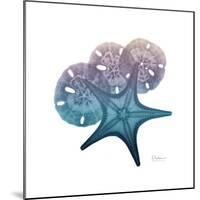 Ocean Hues Starfish and Sand Dollar-Albert Koetsier-Mounted Art Print