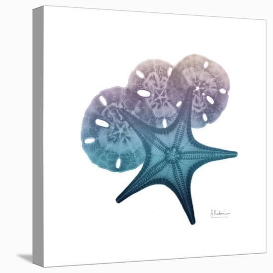 Ocean Hues Starfish and Sand Dollar-Albert Koetsier-Stretched Canvas