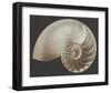 Ocean Keepsake II-Charles Britt-Framed Art Print