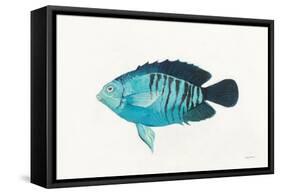 Ocean Life I-Avery Tillmon-Framed Stretched Canvas