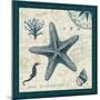 Ocean Life V-Pela-Mounted Premium Giclee Print