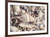 Ocean Medley-John Harper-Framed Giclee Print