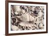 Ocean Medley-John Harper-Framed Giclee Print