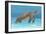 Ocean Sea Turtle I-Tim O'toole-Framed Art Print