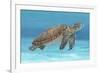 Ocean Sea Turtle I-Tim O'toole-Framed Art Print