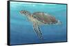 Ocean Sea Turtle II-Tim O'toole-Framed Stretched Canvas