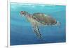 Ocean Sea Turtle II-Tim O'toole-Framed Art Print