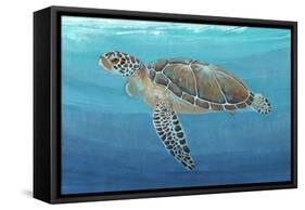 Ocean Sea Turtle II-Tim O'toole-Framed Stretched Canvas