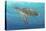Ocean Sea Turtle II-Tim O'toole-Stretched Canvas