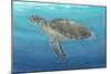 Ocean Sea Turtle II-Tim O'toole-Mounted Art Print