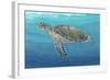 Ocean Sea Turtle II-Tim O'toole-Framed Art Print