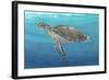 Ocean Sea Turtle II-Tim O'toole-Framed Art Print