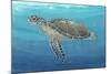 Ocean Sea Turtle II-Tim O'toole-Mounted Art Print