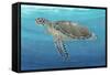 Ocean Sea Turtle II-Tim O'toole-Framed Stretched Canvas