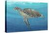 Ocean Sea Turtle II-Tim O'toole-Stretched Canvas