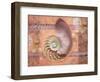 Ocean Shell-Bee Sturgis-Framed Art Print