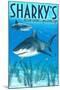 Ocean Shores, Washington - Sharks-Lantern Press-Mounted Art Print