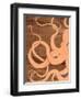 Ocean Style Octipus-Hart Hart-Framed Giclee Print