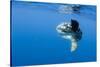 Ocean Sunfish (Mola Mola) with a Shoal of Fish Swimming Past, Pico, Azores, Portugal, June 2009-Lundgren-Stretched Canvas