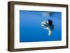 Ocean Sunfish (Mola Mola) with a Shoal of Fish Swimming Past, Pico, Azores, Portugal, June 2009-Lundgren-Framed Photographic Print