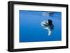 Ocean Sunfish (Mola Mola) with a Shoal of Fish Swimming Past, Pico, Azores, Portugal, June 2009-Lundgren-Framed Photographic Print