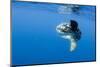Ocean Sunfish (Mola Mola) with a Shoal of Fish Swimming Past, Pico, Azores, Portugal, June 2009-Lundgren-Mounted Photographic Print