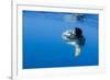 Ocean Sunfish (Mola Mola) with a Shoal of Fish Swimming Past, Pico, Azores, Portugal, June 2009-Lundgren-Framed Photographic Print