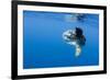 Ocean Sunfish (Mola Mola) with a Shoal of Fish Swimming Past, Pico, Azores, Portugal, June 2009-Lundgren-Framed Photographic Print