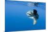 Ocean Sunfish (Mola Mola) with a Shoal of Fish Swimming Past, Pico, Azores, Portugal, June 2009-Lundgren-Mounted Photographic Print