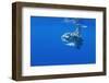 Ocean Sunfish (Mola Mola) with Shoal of Fish Swimming Past, Pico, Azores, Portugal, June 2009-Lundgren-Framed Photographic Print