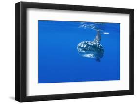 Ocean Sunfish (Mola Mola) with Shoal of Fish Swimming Past, Pico, Azores, Portugal, June 2009-Lundgren-Framed Photographic Print