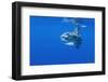 Ocean Sunfish (Mola Mola) with Shoal of Fish Swimming Past, Pico, Azores, Portugal, June 2009-Lundgren-Framed Photographic Print