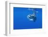 Ocean Sunfish (Mola Mola) with Shoal of Fish Swimming Past, Pico, Azores, Portugal, June 2009-Lundgren-Framed Photographic Print