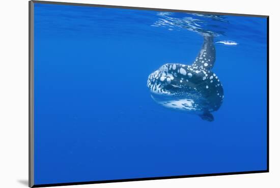 Ocean Sunfish (Mola Mola) with Shoal of Fish Swimming Past, Pico, Azores, Portugal, June 2009-Lundgren-Mounted Photographic Print