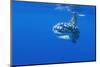 Ocean Sunfish (Mola Mola) with Shoal of Fish Swimming Past, Pico, Azores, Portugal, June 2009-Lundgren-Mounted Photographic Print