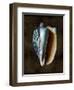 Ocean Treasure I-Caroline Kelly-Framed Art Print