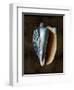 Ocean Treasure I-Caroline Kelly-Framed Art Print