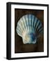 Ocean Treasure II-Caroline Kelly-Framed Art Print