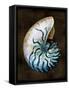 Ocean Treasure IV-Caroline Kelly-Framed Stretched Canvas