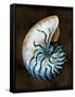 Ocean Treasure IV-Caroline Kelly-Framed Stretched Canvas