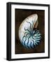 Ocean Treasure IV-Caroline Kelly-Framed Art Print