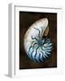 Ocean Treasure IV-Caroline Kelly-Framed Art Print