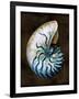 Ocean Treasure IV-Caroline Kelly-Framed Art Print