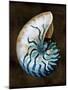 Ocean Treasure IV-Caroline Kelly-Mounted Art Print