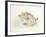 Ocean Treasures III-Patti Mann-Framed Art Print